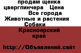 продам щенка цвергпинчера › Цена ­ 15 000 - Все города Животные и растения » Собаки   . Красноярский край